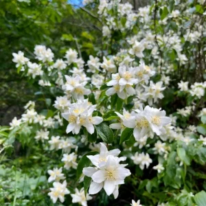 Mock Orange Live Plant – 5 inch Pot – Fragrant Outdoor Shrub - Image 2