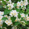 Mock Orange Live Plant – 5 inch Pot – Fragrant Outdoor Shrub - Image 1