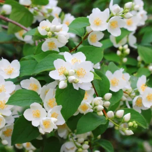 Mock Orange Live Plant – 5 inch Pot – Fragrant Outdoor Shrub - Image 1