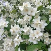 Mock Orange Live Shrub Plant 1 Gallon Pot - Fragrant White Flowers Outdoor - Image 1