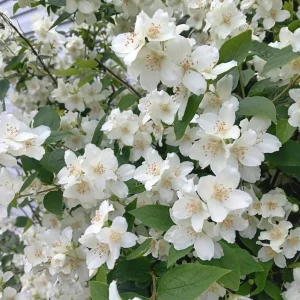 Mock Orange Live Shrub Plant 1 Gallon Pot - Fragrant White Flowers Outdoor - Image 1