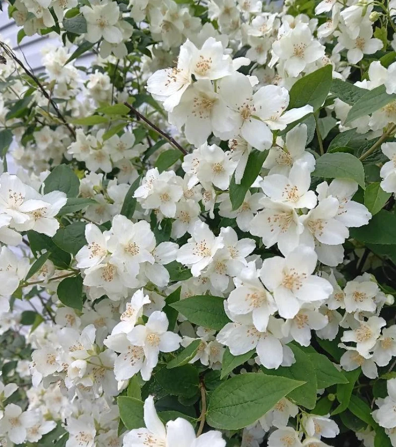 Mock Orange Live Shrub Plant 1 Gallon Pot - Fragrant White Flowers Outdoor - Image 1