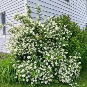 Mock Orange Live Shrub Plant 1 Gallon Pot - Fragrant White Flowers Outdoor - Image 2