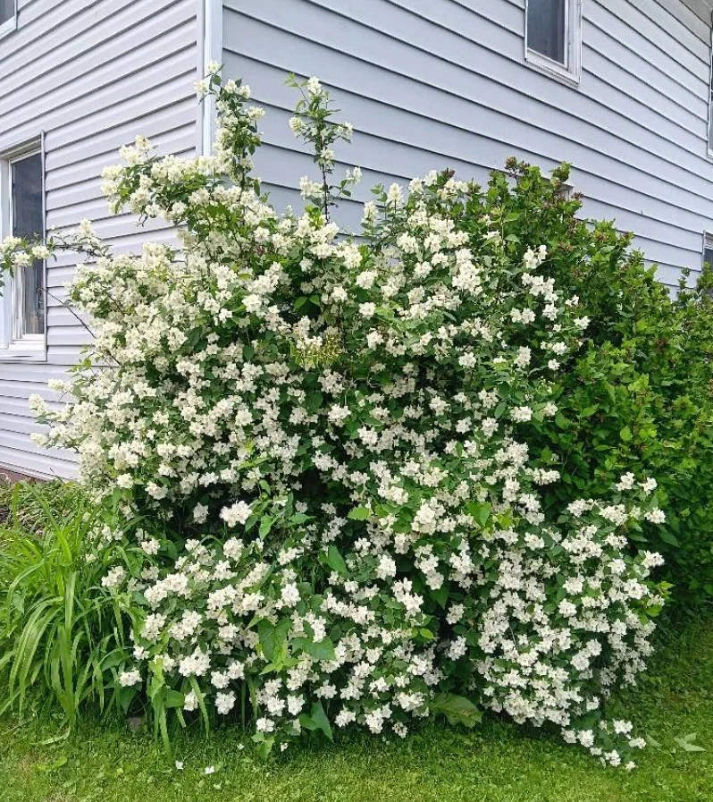 Mock Orange Live Shrub Plant 1 Gallon Pot - Fragrant White Flowers Outdoor - Image 2