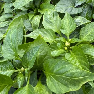 Orange Bell Pepper Live Plants - 3 Pack, 6-10