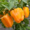 Orange Bell Pepper Live Plants - 3 Pack, 6-10" Tall Seedlings for Garden - Image 1