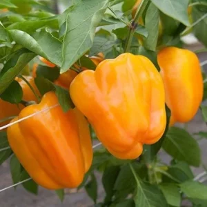 Orange Bell Pepper Live Plants - 3 Pack, 6-10" Tall Seedlings for Garden - Image 1