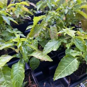 Orange Marmalade Crossandra Live Plant - Firecracker Flower, 4-7 inch, In Bloom - Image 2