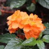 Orange Marmalade Crossandra Live Plant - Firecracker Flower, 4-7 inch, In Bloom - Image 1