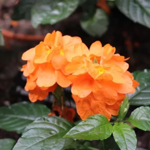 Orange Marmalade Crossandra Live Plant - Firecracker Flower, 4-7 inch, In Bloom - Image 1