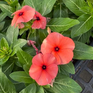 Orange Tattoo Vinca Live Plant - 3 Pack, 3-6 inch, Vibrant Annual Flowers for Spring Garden - Image 2
