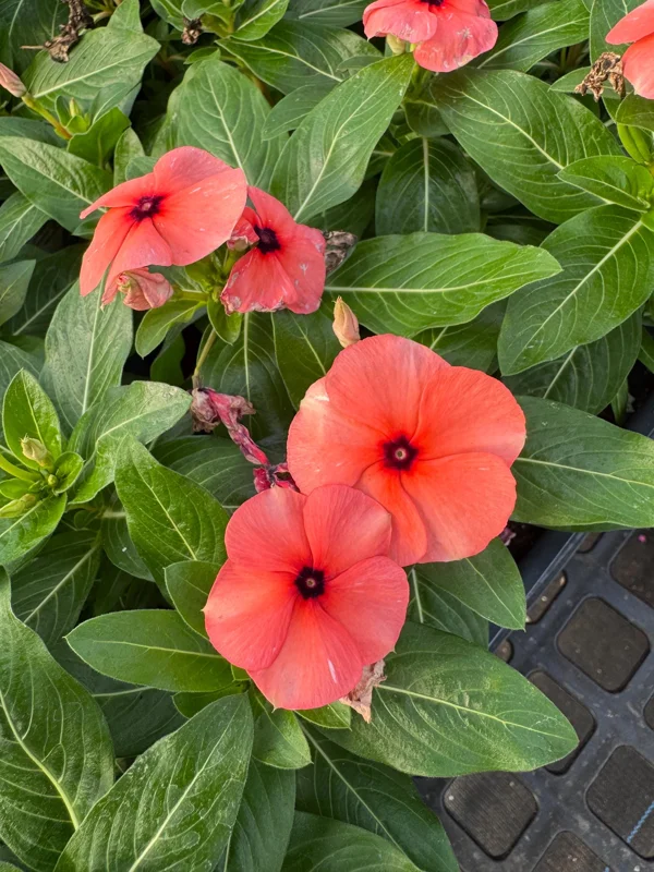 Orange Tattoo Vinca Live Plant - 3 Pack, 3-6 inch, Vibrant Annual Flowers for Spring Garden - Image 2