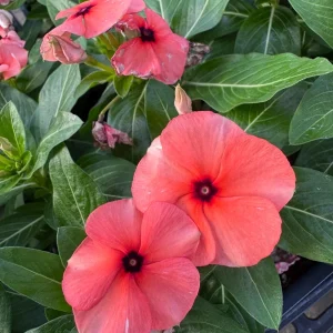 Orange Tattoo Vinca Live Plant - 3 Pack, 3-6 inch, Vibrant Annual Flowers for Spring Garden - Image 1