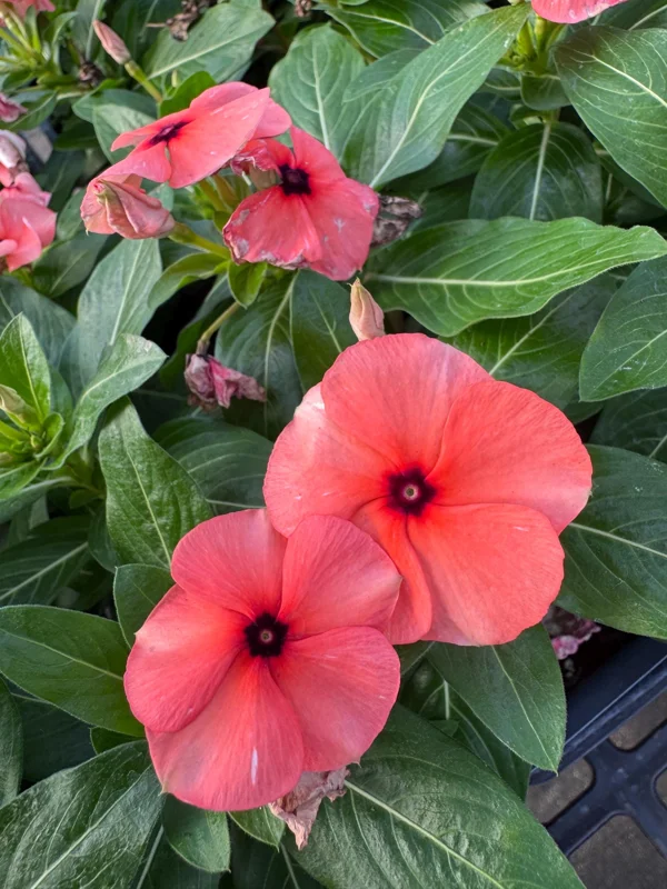 Orange Tattoo Vinca Live Plant - 3 Pack, 3-6 inch, Vibrant Annual Flowers for Spring Garden - Image 1