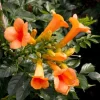 Orange Trumpet Vine Live Plant – Campsis Radicans – 4in Pot – Outdoor - Image 1