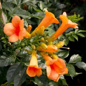 Orange Trumpet Vine Live Plant – Campsis Radicans – 4in Pot – Outdoor - Image 1