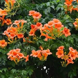 Orange Trumpet Vine Live Plant – Campsis Radicans – 4in Pot – Outdoor - Image 2