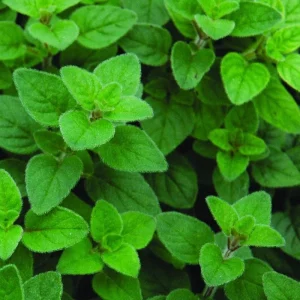 Oregano Live Plant - Culinary Herb Seedling - 4 inch Pot - Indoor/Outdoor - Image 1