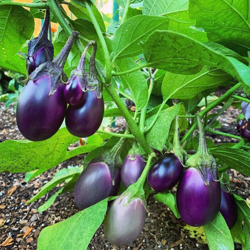 Patio Baby Eggplant Live Plant - 6-10 inch Seedling, Compact, Container Growing - Image 2
