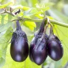 Patio Baby Eggplant Live Plant - 6-10 inch Seedling, Compact, Container Growing - Image 1