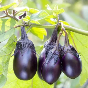 Patio Baby Eggplant Live Plant - 6-10 inch Seedling, Compact, Container Growing - Image 1