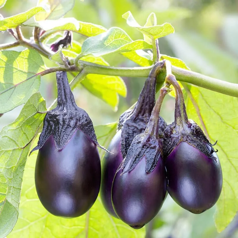 Patio Baby Eggplant Live Plant - 6-10 inch Seedling, Compact, Container Growing - Image 1