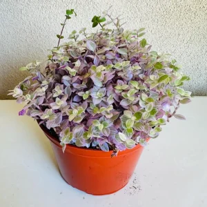 Peperomia Rosso Live Plant – 4in Pot – Indoor Houseplant - Image 1