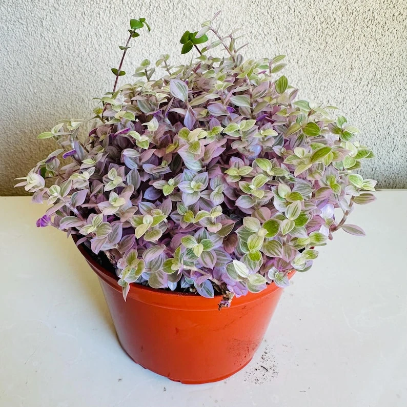 Peperomia Rosso Live Plant – 6 inch Pot – Indoor Foliage Houseplant - Image 1
