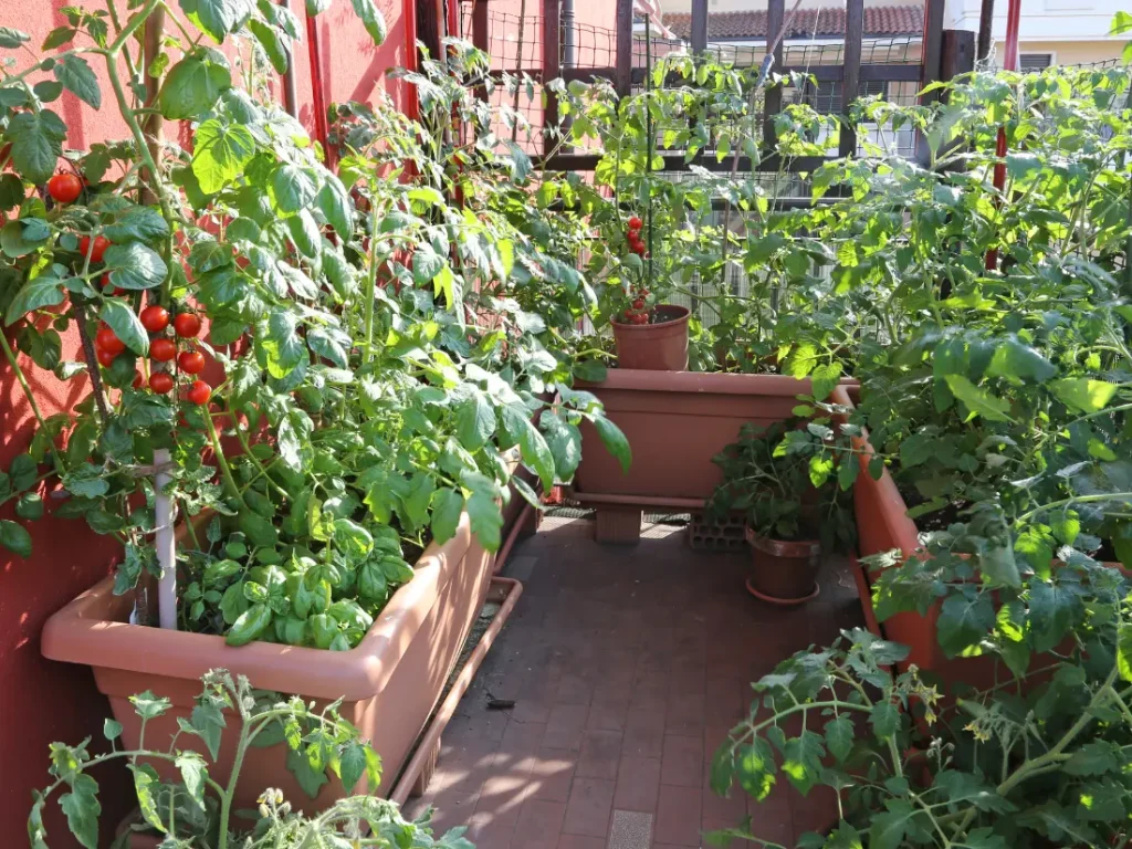 perfect spot for planting tomatoes in pots
