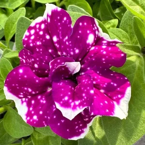 Petunia Magenta Sky Live Plant – Vibrant Magenta Blooms – 4.5 inch Pot – Outdoor Flowering Plant - Image 2