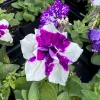 Petunia Magenta Sky Live Plant – Vibrant Magenta Blooms – 4.5 inch Pot – Outdoor Flowering Plant - Image 1