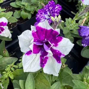 Petunia Magenta Sky Live Plant – Vibrant Magenta Blooms – 4.5 inch Pot – Outdoor Flowering Plant - Image 1