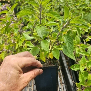 Pineapple Sage Live Plant - 4in Pot - Fragrant Herb for Culinary & Garden - Image 2