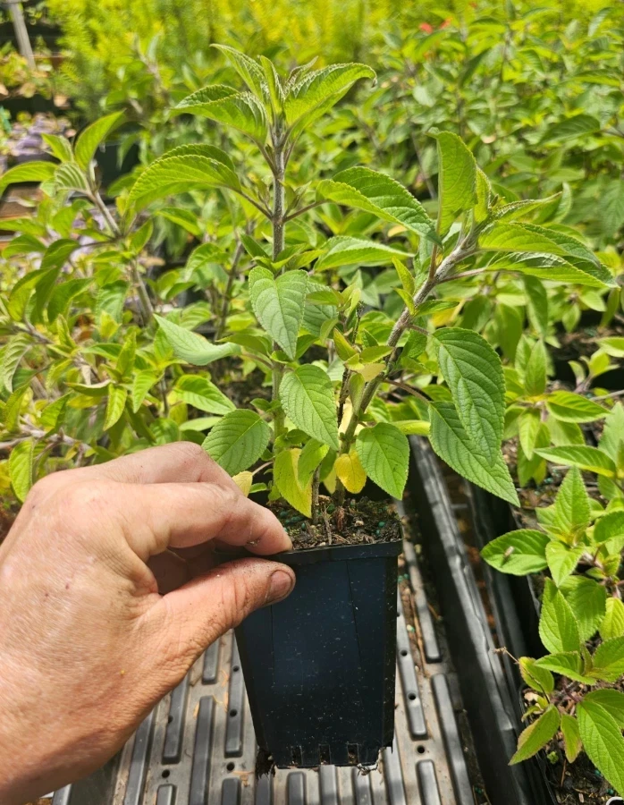 Pineapple Sage Live Plant - 4in Pot - Fragrant Herb for Culinary & Garden - Image 2