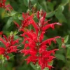Pineapple Sage Live Plant - 4in Pot - Fragrant Herb for Culinary & Garden - Image 1
