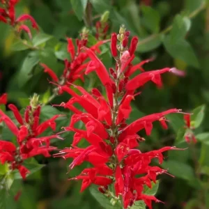 Pineapple Sage Live Plant - 4in Pot - Fragrant Herb for Culinary & Garden - Image 1