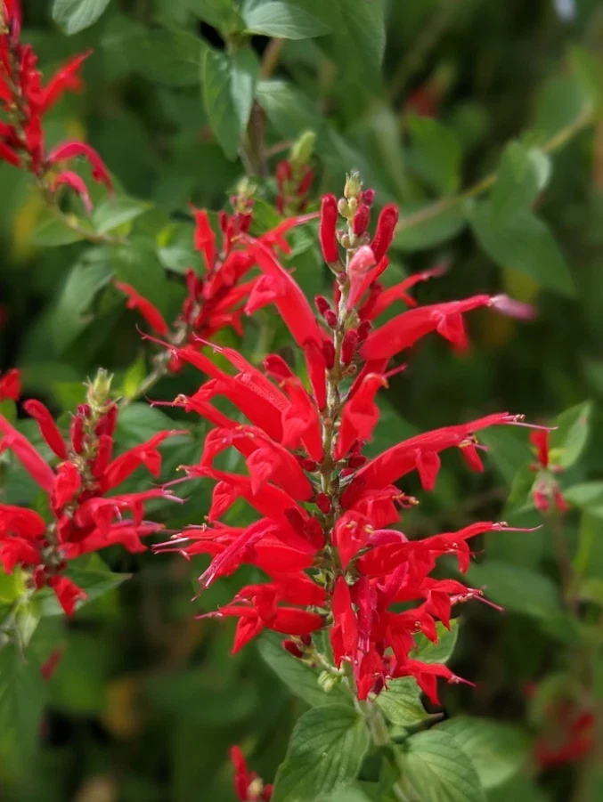 Pineapple Sage Live Plant - 4in Pot - Fragrant Herb for Culinary & Garden - Image 1