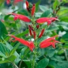 Pineapple Sage Live Plant - Salvia elegans Seedling, 3-6 in Tall, 4 in Pot - Image 1