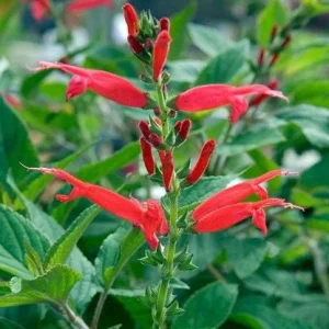 Pineapple Sage Live Plant - Salvia elegans Seedling, 3-6 in Tall, 4 in Pot - Image 1
