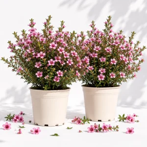Pink Manuka Tea Live Plants, Leptospermum scoparium, 4-6 Inch Tall, Set of 2 - Image 1