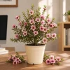 Pink Manuka Tea Plant Live Shrub – Leptospermum scoparium – 4-6 Inch Tall - Image 1