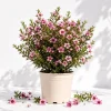 Pink Manuka Tea Tree Live Plant, Leptospermum Scoparium, 4-6 Inch Tall, Outdoor Shrub - Image 1