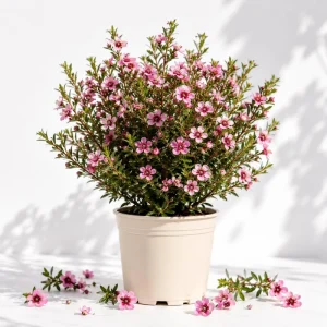 Pink Manuka Tea Tree Live Plant, Leptospermum Scoparium, 4-6 Inch Tall, Outdoor Shrub - Image 1