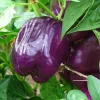 Purple Beauty Bell Pepper Live Plants - 3-Pack, 4-8" Tall Seedlings for Garden - Image 1