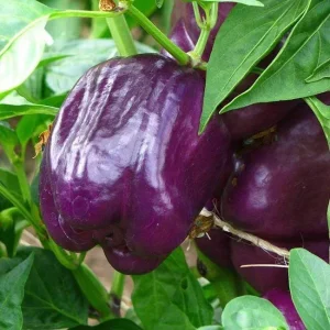 Purple Beauty Bell Pepper Live Plants - 3-Pack, 4-8" Tall Seedlings for Garden - Image 1