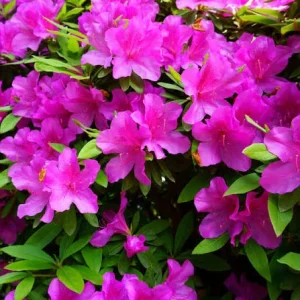Purple Formosa Orchid Live Plant – 4 inch Pot – Indoor/Outdoor Blooms - Image 2