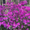 Purple Formosa Orchid Live Plant – 4 inch Pot – Indoor/Outdoor Blooms - Image 1
