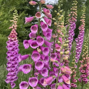 Purple Foxglove Live Plant – 3in Pot – Digitalis Purpurea – Outdoor Flower - Image 2