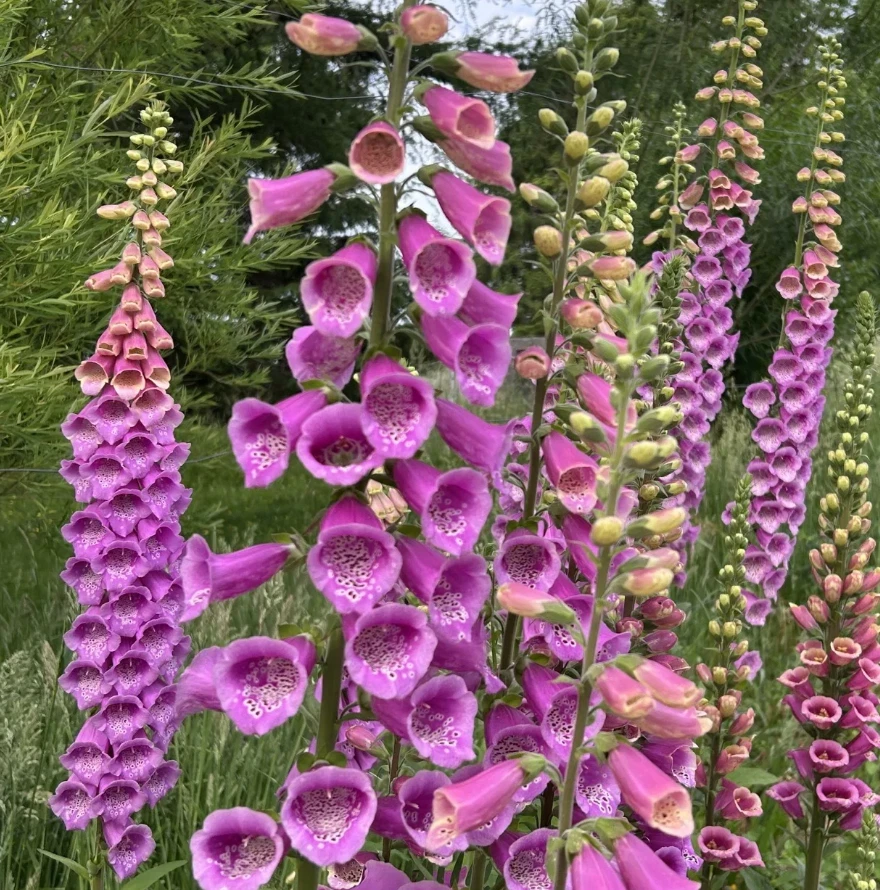 Purple Foxglove Live Plant – 3in Pot – Digitalis Purpurea – Outdoor Flower - Image 2