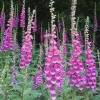 Purple Foxglove Live Plant – 3in Pot – Digitalis Purpurea – Outdoor Flower - Image 1